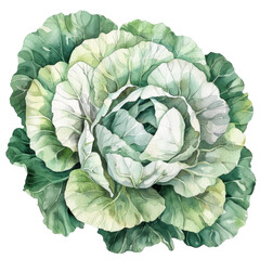 Obraz premium Watercolor Cabbage Illustration of Green and White Fresh Vegetable