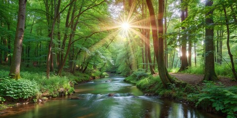 Obraz premium Tranquil forest scene with sunlight filtering through trees and sparkling stream , nature, wilderness, peaceful, serene