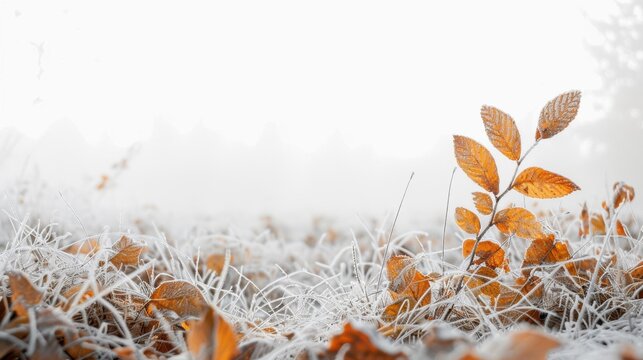 Golden autumn leaves covered in frost on a field, capturing the transition between autumn and winter in a serene landscape.