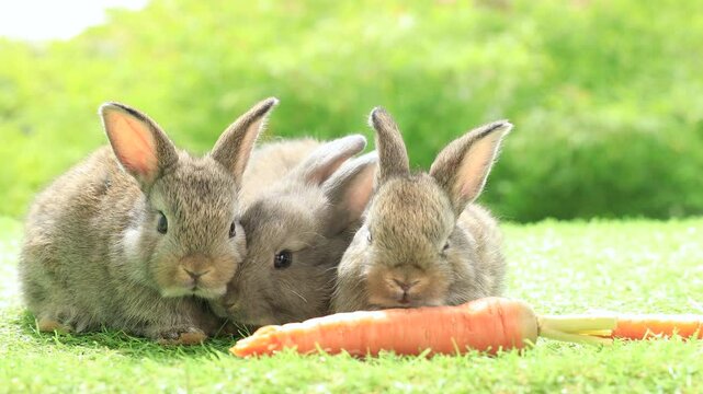 Group of healthy lovely baby bunny easter rabbits eating food, carrot, grass on nature background. Cute fluffy rabbits sniffing, looking around, nature life. Symbol of easter day.