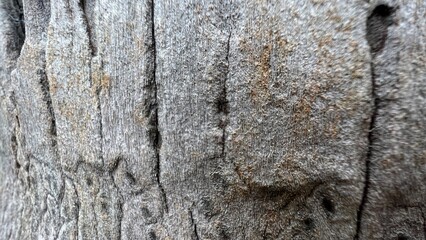 Texture of the brown bark of a tree.Tree bark texture.Texture of an old oak bark closeup with...