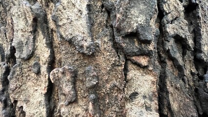 Texture of the brown bark of a tree.Tree bark texture.Texture of an old oak bark closeup with...