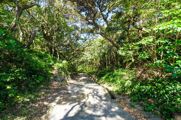 式根島の美しい中の浦海水浴場。

東京都伊豆諸島式根島-2020年10月3日
