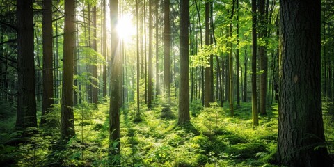 Fototapeta premium Lush Green Forest Canopy: A Symbolic Embrace of Nature Conservation, Habitat Awareness, and Afforestation Endeavors