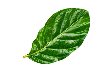 Obraz premium Top view, flat lay of single green Great morinda, Tahitian noni, Indian mulberry, Beach mulberry leaf isolated on white background with clipping path.