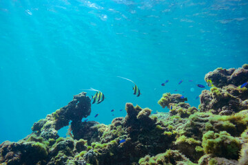 素晴らしいサンゴ礁の美しいイッテンチョウチョウウオ（チョウチョウウオ科）、ツノダシ（ニザダイ科）他の群れ。

東京都伊豆諸島式根島-2020年10月3日

A school of the Beautiful Teardrop butterflyfish (Chaetodon unimaculatus) and Moorish Idol juvenile (Zanclus cornutus) and
