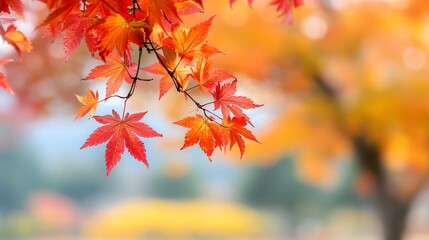 Harvest time showcasing the beauty of maple trees, Harvest, Time, Maple