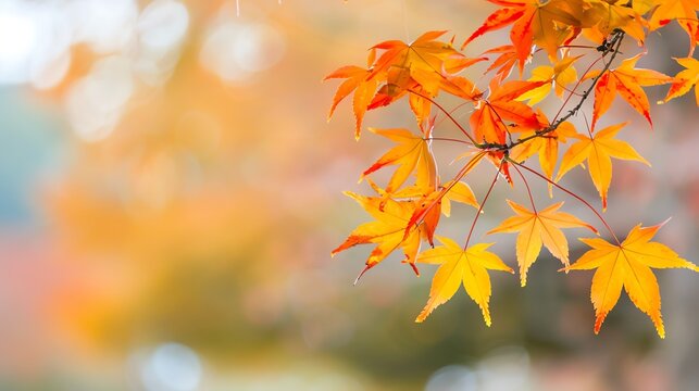Harvest time showcasing the beauty of maple trees, Harvest, Time, Maple