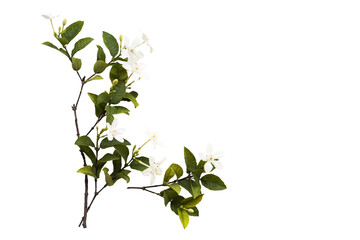 white flowers jasmine local flora arrangement flat lay postcard style