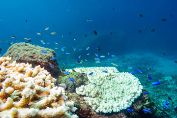 テーブルサンゴに住むソラスズメダイ、フタスジリュウキュウスズメダイ、ミツボシクロスズメダイ（スズメダイ科）の幼魚他。
伊豆諸島式根島-2020年10月3日
Heavenly Damselfish (Pomacentrus coelestis)
Reticulated Dascyllus (Dascyllus reticulatus)
Threespot dascyllus (Dascyllus 