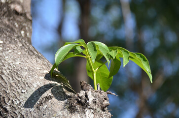 New branch sprouting on the main trunk of a tree