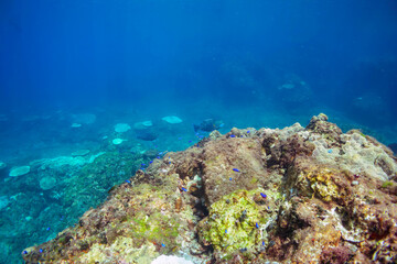 美しく大きなアオブダイ（ブダイ科）他の群れ。

東京都伊豆諸島式根島-2020年10月3日

A school of the Beautiful Knobsnout Parrotfish (Scarus ovifrons) and others. 
