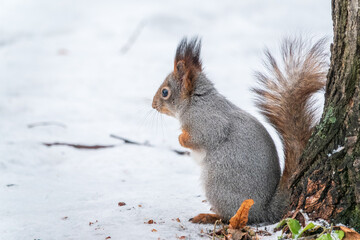 Portrait of a squirrel in winter on white snow background