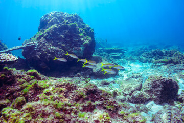 美しいアカヒメジ（ヒメジ科）他の群れ。

東京都伊豆諸島式根島-2020年10月3日

A school of the Beautiful Yellowfin goatfish (Mulloidichthys vanicolensis) and others. 
