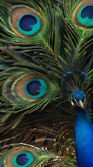 Fototapeta premium peacock with blue feathers and green feathers in a group