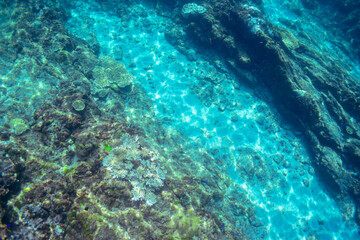 素晴らしいサンゴ礁の美しい白い砂地の海底。

東京都伊豆諸島式根島-2020年10月3日
