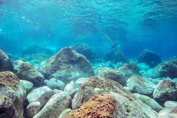 テーブルサンゴとツノダシ（ツノダシ科）、オヤビッチャ（スズメダイ科）、ハマフエフキ（フエフキダイ科）他の群れ。
式根島-2020年
英名、学名：Moorish Idol juvenile (Zanclus cornutus)
Northern Sergeant Major (Abudefduf vaigiensis)
Spangled emperor (Lethrinus nebulosus