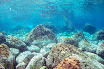 テーブルサンゴとツノダシ（ツノダシ科）、オヤビッチャ（スズメダイ科）、ハマフエフキ（フエフキダイ科）他の群れ。
式根島-2020年
英名、学名：Moorish Idol juvenile (Zanclus cornutus)
Northern Sergeant Major (Abudefduf vaigiensis)
Spangled emperor (Lethrinus nebulosus