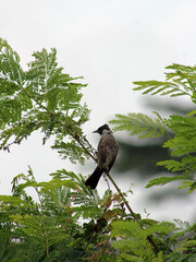 A sooty-headed bulbul percheson a branch of a river tamarind tree with green leaves