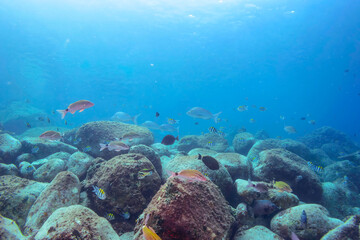 （タカノハダイ科）他
伊豆諸島式根島-2020年10月3日
Yellowfin goatfish (Mulloidichthys vanicolensis)
Whitesaddle goatfish (Parupeneus ciliatus)
Spotted Knifejaw (Oplegnathus punctatus)
Redlip Morwong (Cheilodactylus zebra)
