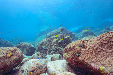 （タカノハダイ科）他
伊豆諸島式根島-2020年10月3日
Yellowfin goatfish (Mulloidichthys vanicolensis)
Whitesaddle goatfish (Parupeneus ciliatus)
Spotted Knifejaw (Oplegnathus punctatus)
Redlip Morwong (Cheilodactylus zebra)