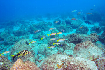 （タカノハダイ科）他
伊豆諸島式根島-2020年10月3日
Yellowfin goatfish...