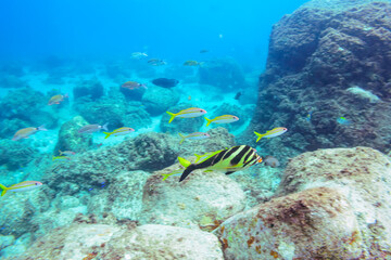 （タカノハダイ科）他
伊豆諸島式根島-2020年10月3日
Yellowfin goatfish (Mulloidichthys vanicolensis)
Whitesaddle goatfish (Parupeneus ciliatus)
Spotted Knifejaw (Oplegnathus punctatus)
Redlip Morwong (Cheilodactylus zebra)