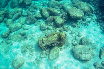 水底に沈んでいる、謎の遺跡。
恐らく第二次世界大戦後に破棄された、新島にあった旧日本海軍の基地に在籍した船の機材。

東京都伊豆諸島式根島-2020年10月3日
