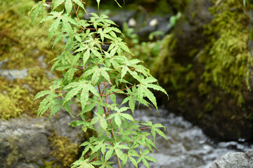 涼しげな池と、清々しく爽やかな青もみじ