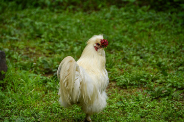 Fototapeta premium 庭を歩くウコッケイ