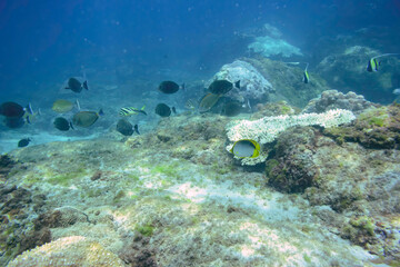 アケボノチョウチョウウオ（チョウチョウウオ科）、ハマフエフキ（フエフキダイ科）、テングハギ（ニザダイ科）、ツノダシ（ツノダシ科）他の群れ。
伊豆諸島式根島-2020年10月3日
Blackback Butterflyfish (Chaetodon melannotus), Spangled emperor (Lethrinus nebulosus), Bluespine Unicornfish (