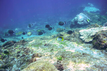 アケボノチョウチョウウオ（チョウチョウウオ科）、ハマフエフキ（フエフキダイ科）、テングハギ（ニザダイ科）、ツノダシ（ツノダシ科）他の群れ。
伊豆諸島式根島-2020年10月3日
Blackback Butterflyfish (Chaetodon melannotus), Spangled emperor (Lethrinus nebulosus), Bluespine Unicornfish (