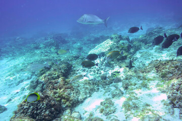 アケボノチョウチョウウオ（チョウチョウウオ科）、ハマフエフキ（フエフキダイ科）、テングハギ（ニザダイ科）、ツノダシ（ツノダシ科）他の群れ。
伊豆諸島式根島-2020年10月3日
Blackback Butterflyfish (Chaetodon melannotus), Spangled emperor (Lethrinus nebulosus), Bluespine Unicornfish (