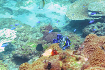 美しいテーブルサンゴとツノダシ（ツノダシ科）、サザナミヤッコ（キンチャクダイ科）、キンギョハナダイ（ハナダイ亜科）、キホシスズメダイ（スズメダイ科）他の群れ
東京都伊豆諸島式根島-2020年10月3日
Zebra angelfish (Pomacanthus semicirculatus)
Moorish Idol juvenile (Zanclus cornutus)
Sea Goldie (P