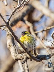 Eurasian siskin male, latin name spinus spinus, sitting on branch of tree. Cute little yellow songbird.