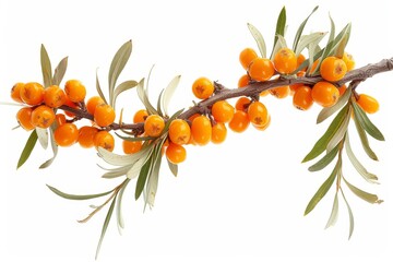 Fototapeta premium Sea buckthorn berries on a white branch