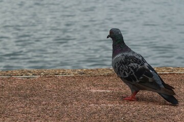 pigeon on the beach