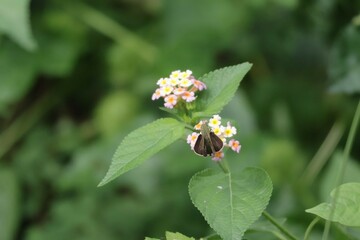 A colorful Common Jezebel butterfly on Zinnia flower plant