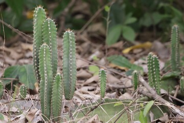 Close-up shot of green thorny cactus in a beautiful tropical forest, selectable focus.