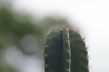 Close-up shot of green thorny cactus in a beautiful tropical forest, selectable focus.