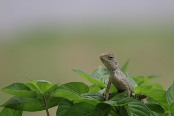 Thai chameleon on natural green background.