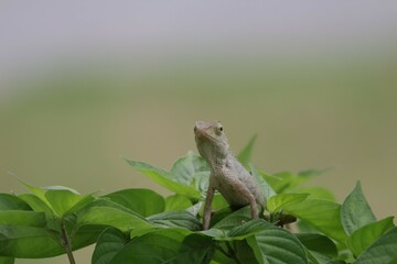 Thai chameleon on natural green background.