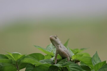Thai chameleon on natural green background.