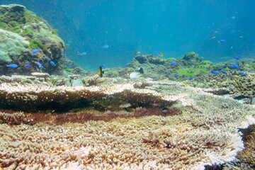 可愛いゴマハギ（ニザダイ科）、ヤリカタギ（チョウチョウウオ科）、ソラスズメダイ（スズメダイ科）他群れ
ウメイロモドキ（タカサゴ科）
東京都伊豆諸島式根島-2020年10月3日
Yellow and blueback fusilier (Caesio teres)
Twotone tang (Zebrasoma scopas)