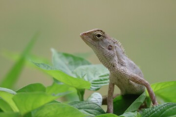 Thai chameleon on natural green background.