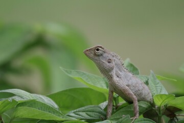 Thai chameleon on natural green background.