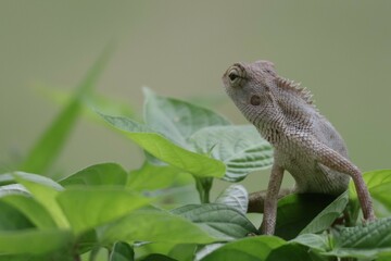 Thai chameleon on natural green background.