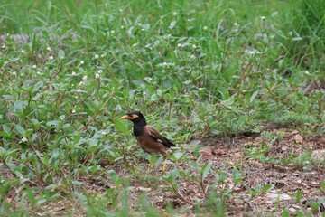 Fototapeta premium Beautiful common myna or Indian myna (Acridotheres tristis) walking on green grass in summer.