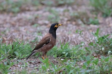 Beautiful common myna or Indian myna (Acridotheres tristis) walking on green grass in summer.