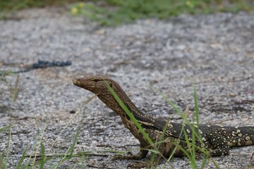 The Asian water monitor (Varanus salvator), also called common water monitor, is a large varanid lizard native to South and Southeast Asia.
